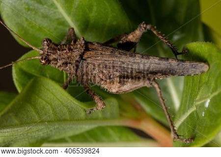 Short Horned Grasshopper