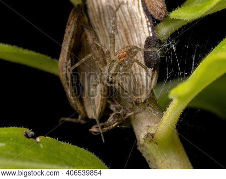 Nursery Web Spider