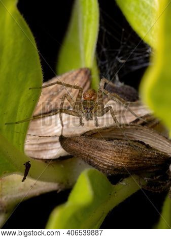 Nursery Web Spider