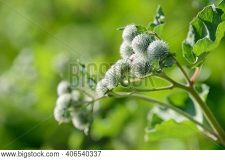 Burdock Arctium Lappa Thorny Flower Field. Food And Drinks Ingredient. Fresh Medicinal Plant. Season