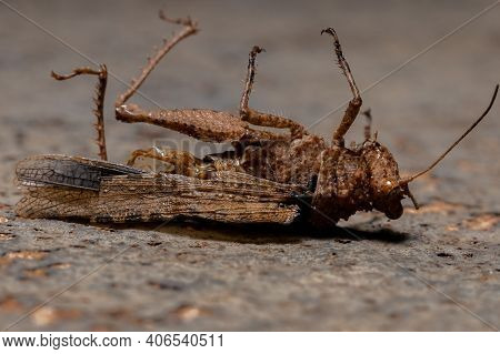 Short Horned Grasshopper Of The Family Ommexechidae