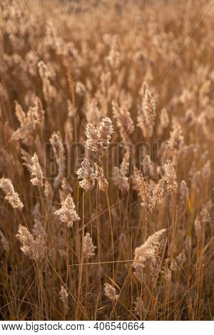 Golden Dry Long Stipa Tenacissima Or Sparto Feather Grass At Autumn Morning With Selective Focus