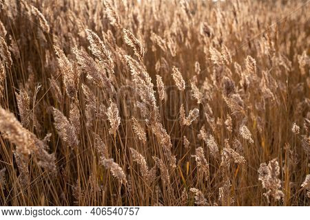Golden Dry Long Stipa Tenacissima Or Sparto Feather Grass At Autumn Morning With Selective Focus