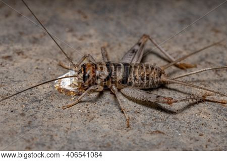 Small Field Cricket