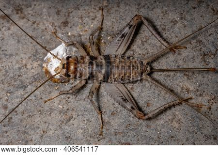 Small Field Cricket