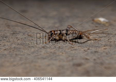 Small Field Cricket