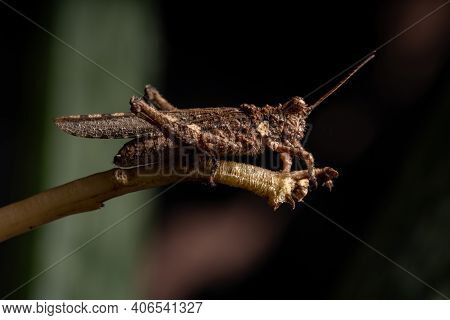Short Horned Grasshopper