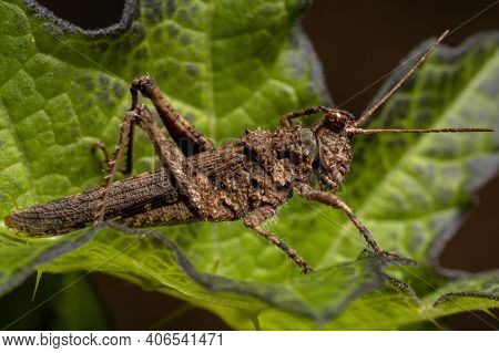 Short Horned Grasshopper