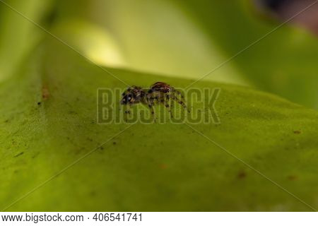 Small Jumping Spider