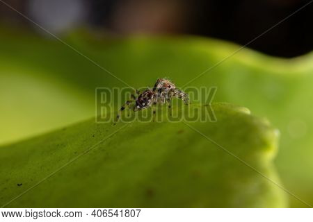 Small Jumping Spider
