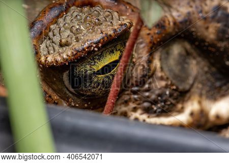 Adult Cururu Toad Of The Species Rhinella Diptycha