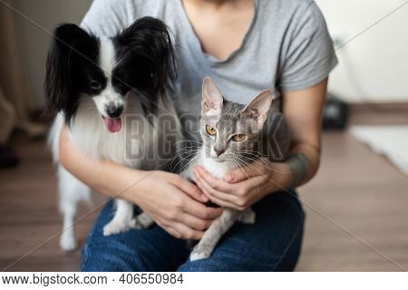 A Woman Holds In Her Hands A Brush Sphinx Cat And A Papillon Dog