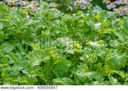 Background Of Green Leaves In The Sunlight.