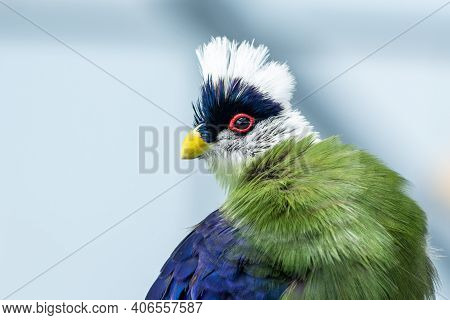 The White-crested Turaco (tauraco Leucolophus) Perches On A Rainforest Tree In West Africa Looking A