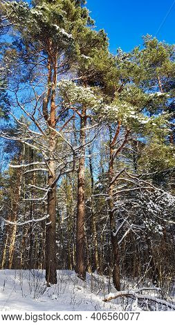 Beautiful Coniferous Forest On A Winter Sunny Day In Riga, Latvia