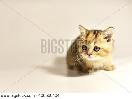 Small Kitten Of The British Chinchilla Breed. Little Baby Cat On White Background. Babycat. Family C