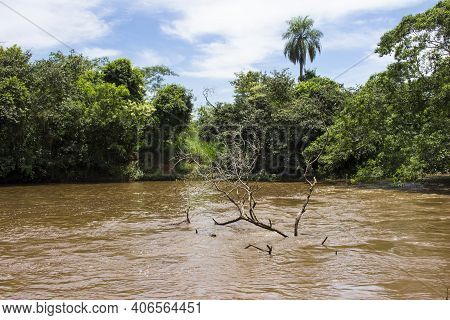 Tree On The River Sao Lourenco; Green Vegetation And Muddy Water