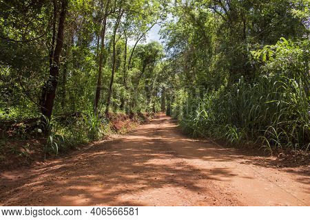 Landscape Of Beautiful Dirt Road Passing Through A Dense Forest