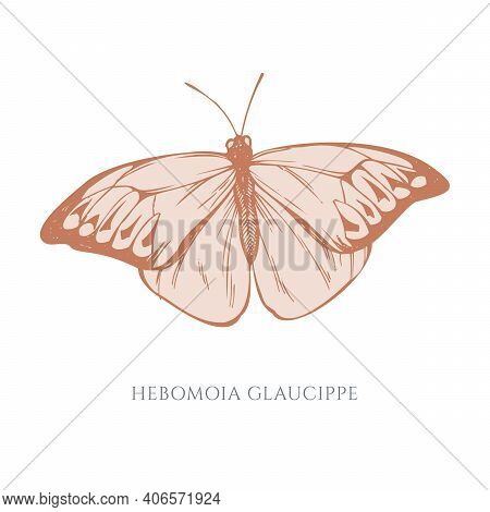 Vector Set Of Hand Drawn Pastel Great Orange-tip Stock Illustration
