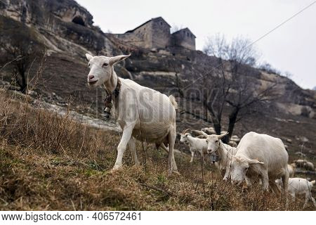 White Domestic Goats Graze Against The Background Of Blurry Ancient Buildings On A Rock In The Highl