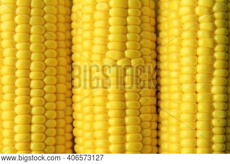 Three Ears Of Young Corn Close-up. The Texture Of A Yellow, Golden Corn Grain. The Concept Of Agricu