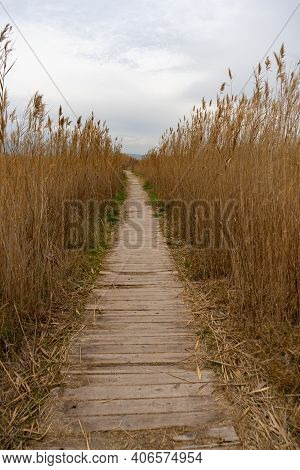 View Of The Natural Reserve Of Plants And Birds La Marjal Els Moros In The Town Of Puzol In Spain. N