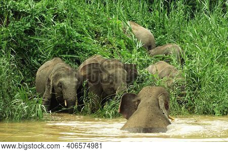 Herd Of Elephants Playing On Drinking By The River Bank, Kinabatangan, Malaysia