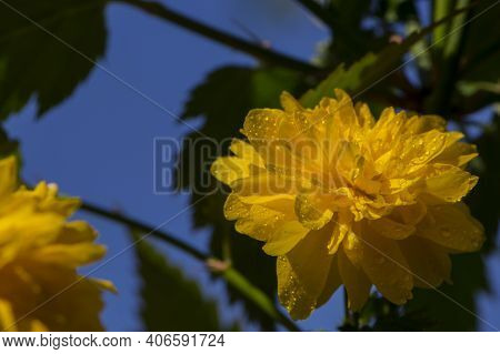 Kerria. Bush With Large Yellow Flowers . Yellow Flower Kerria Japonica, Bush With Beautiful Delicate