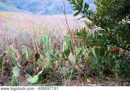 Chaparral Plants Besides Prickly Pear Cactus At A Chaparral Woodland Besides Grasslands Taken At The