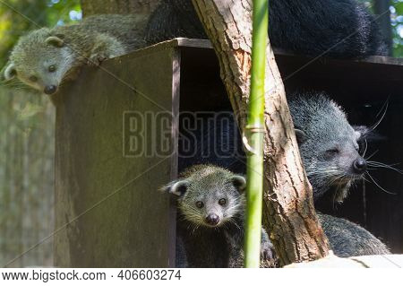 Binturong Or Bearcat Baby On A Tree Branch