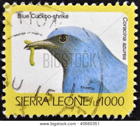 SIERRA LEONE - CIRCA 2002: Mostra un timbro stampato in sierra Leone blu cuculo-shrike coracina azurea