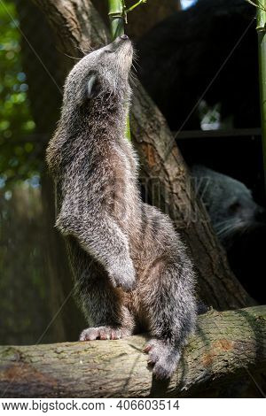 Binturong Or Bearcat Baby On A Tree Branch