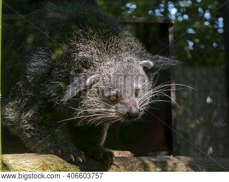 Portrait Of An Asian Binturong Or Bearcat