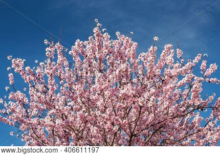A Tree With Almond Blossoms Against A Blue Sky. Beautiful Delicate Pink Almond Flowers.