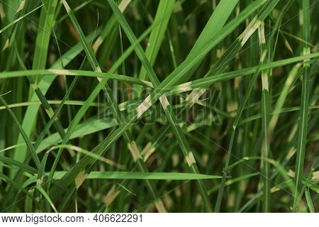 Zebra Grass Is A Poaceae Perennial And Is An Ornamental Pampas Grass.