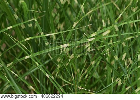 Zebra Grass Is A Poaceae Perennial And Is An Ornamental Pampas Grass.
