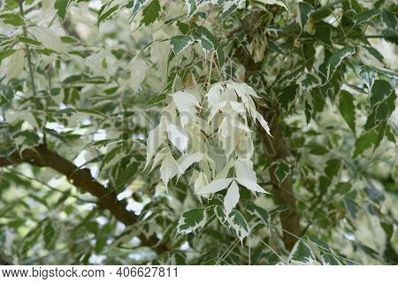 Boxelder Maple (acer Negundo) Is An Aceraceae Deciduous Tree Native To North America That Is Used Fo