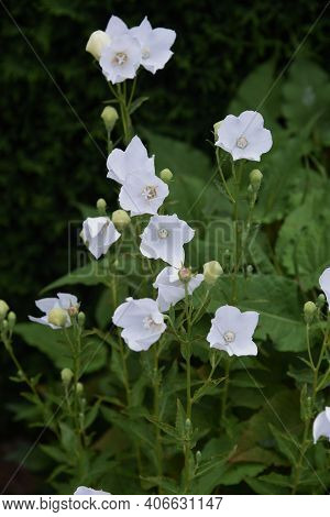 White Balloon Floer In Summer  (chinese Bellflower)