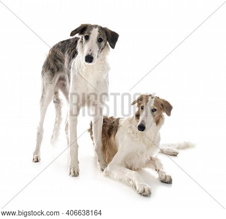 Young Borzois In Front Of White Background
