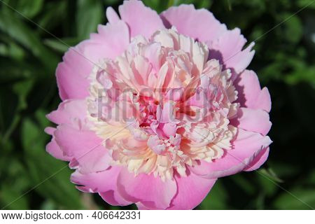 A Beautiful Pink Peony Blooms On A Green Background. Peony Is A Medicinal Flower. Top View.