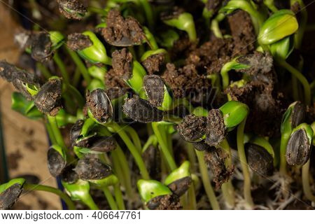 Macro Photo Of Root, Rhizoid Of Sunflower Seeds. Stem Seedling,