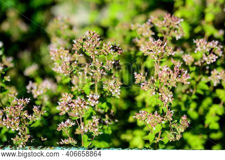 Many Fresh Green Leaves And Purple Flowers Of Thymus Serpyllum Plant, Known As Breckland Wild Thyme,