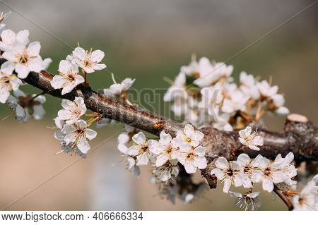 White Young Spring Flowers Of Prunus Subg. Cerasus Growing In Branch Of Tree