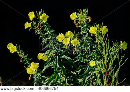Many Vivid Yellow Flowers And Green Leaves Of Oenothera Plant, Commonly Known As Evening Primrose, S