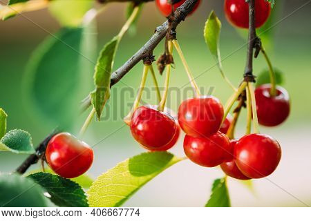 Red Ripe Cherry Berries Prunus Subg. Cerasus On Tree In Summer Vegetable Garden.