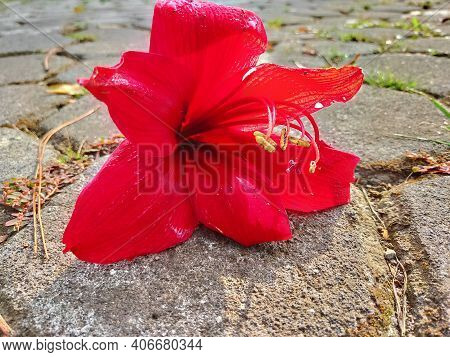 Red Lily Flower (amaryllis Red Lion)
Bunga Bakung Merah
