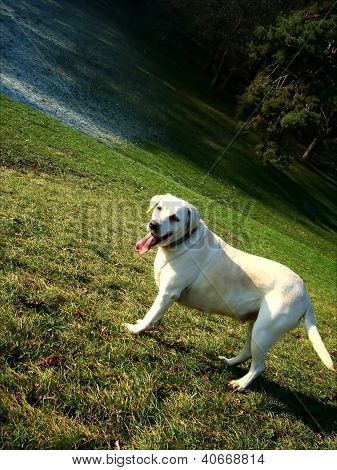 Labrador stanco