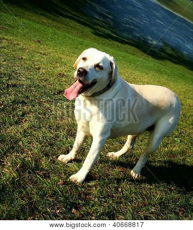 Labrador raffreddamento