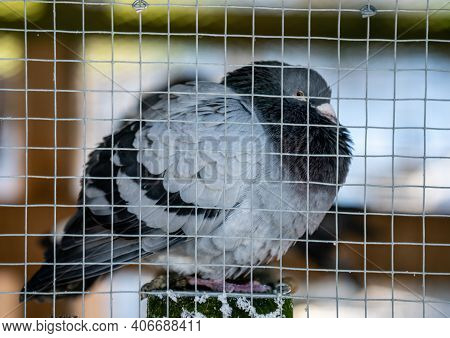 Pidgeon Resting Inside A Large Bird Cage On A Cold Winters Day. Fluffing His Feathers To Stay Warm.