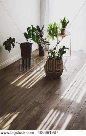 Houseplant In Pots As A Part Of Scandinavian Design